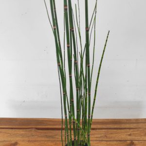Equisetum Hyemale V.13