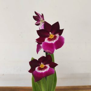 Miltonia V.12