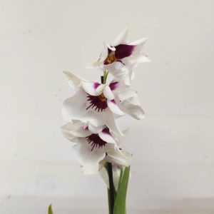 Miltonia V.12
