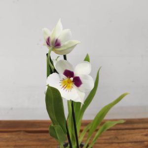 Miltonia V.12