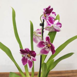 Miltonia V.12