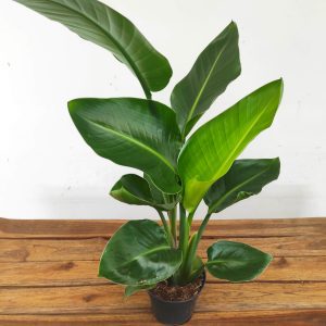 Strelitzia Nicolai V.14