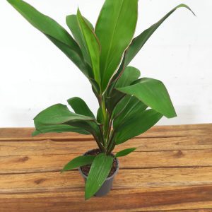 Cordyline Frut. Geraldo Salsa V.12