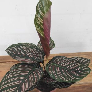 Calathea Sanderiana V.14