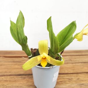Lycaste V.11