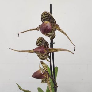 Paphiopedilum Rothschildianum  V.17