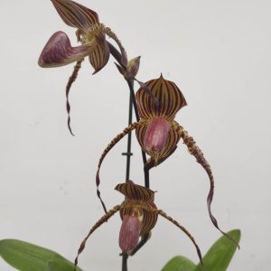 Paphiopedilum Sunlight Sky Roths  V.17