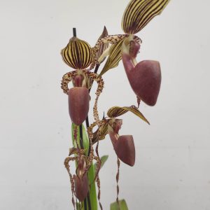 Paphiopedilum Lady Rothschild  V.17