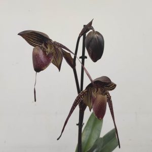 Paphiopedilum Wössner Black Wings V.17