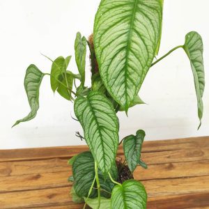 Monstera Siltepecana 'El Salvador' V.17