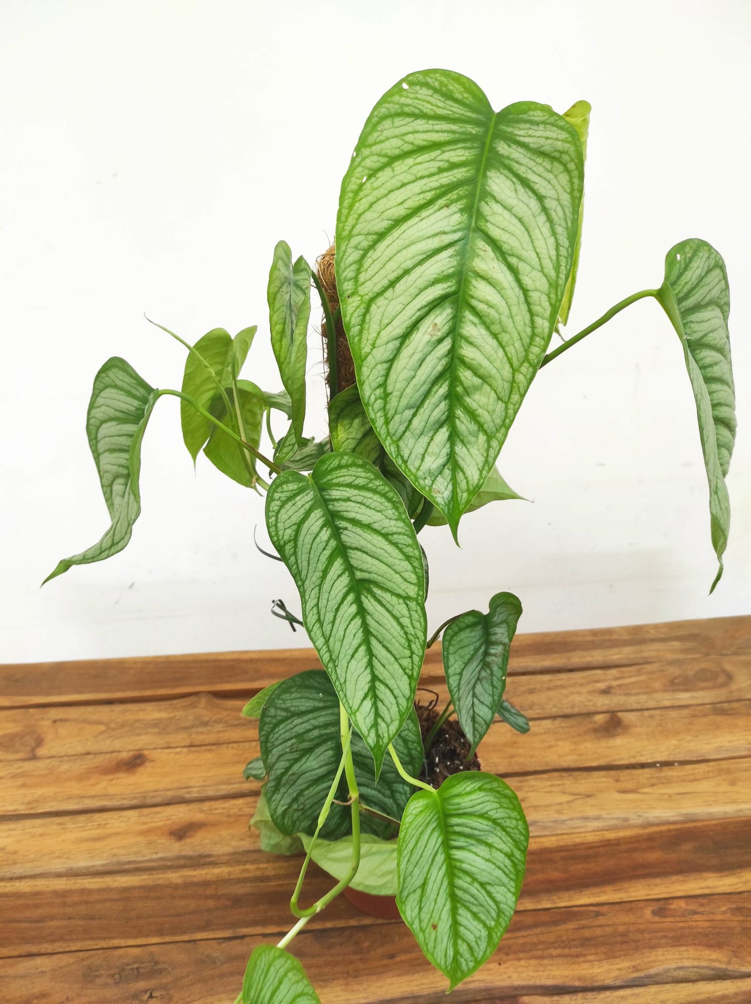 Monstera Siltepecana 'El Salvador' V.17