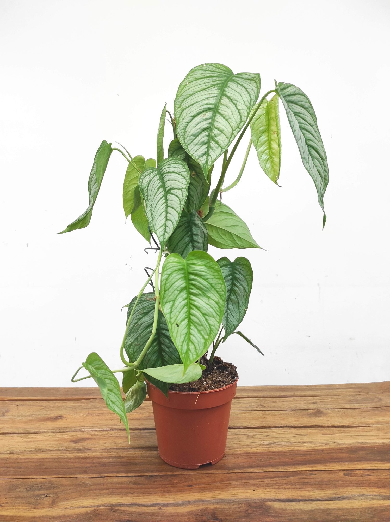 Monstera Siltepecana 'El Salvador' V.17 - Image 2