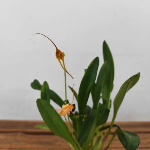 Masdevallia V.9