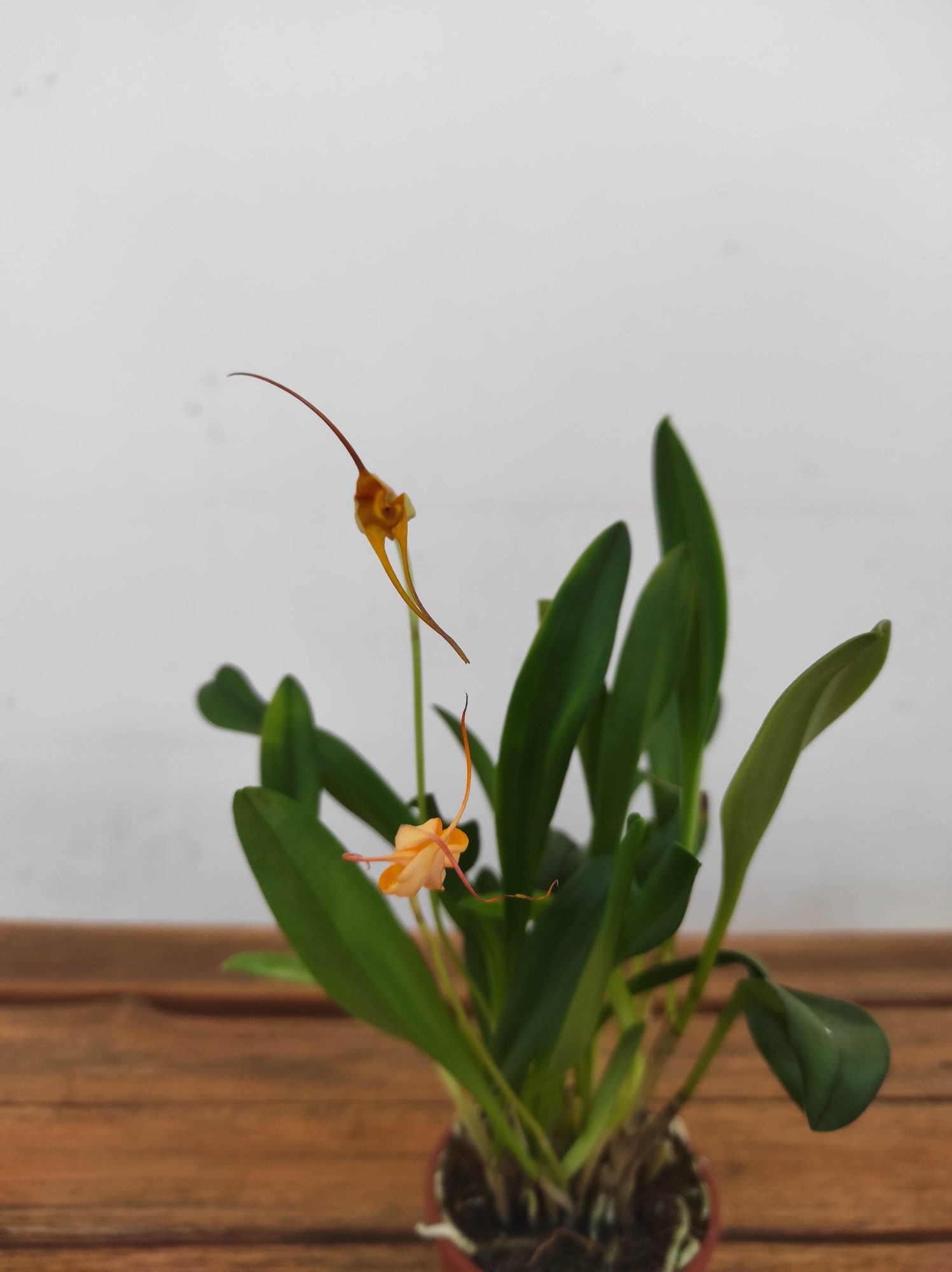 Masdevallia V.9
