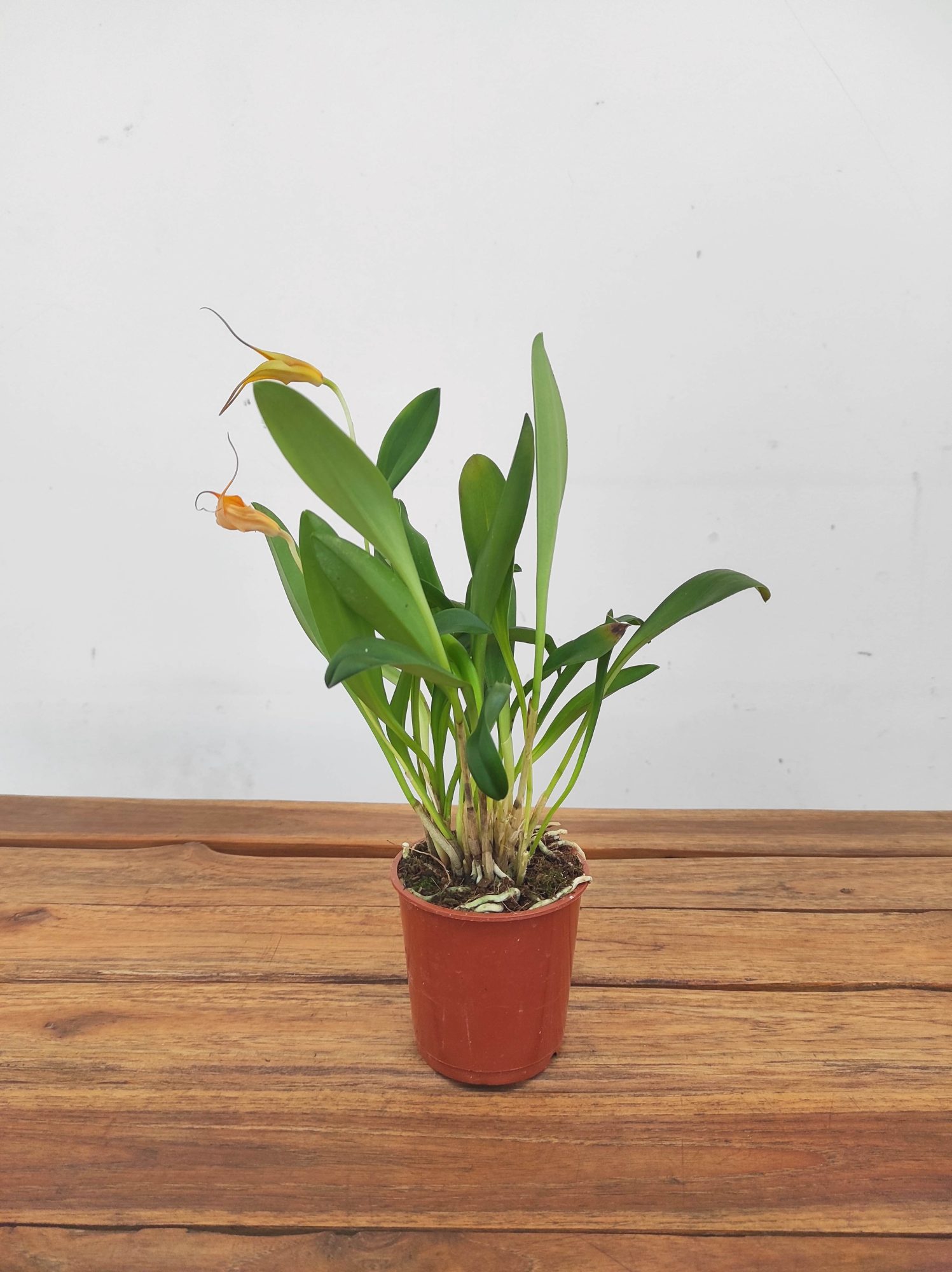 Masdevallia V.9 - Image 2