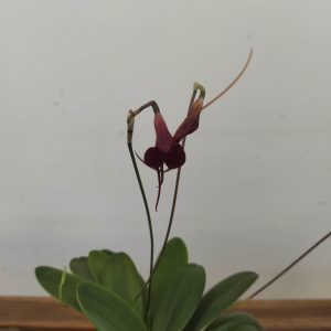 Masdevallia V.9