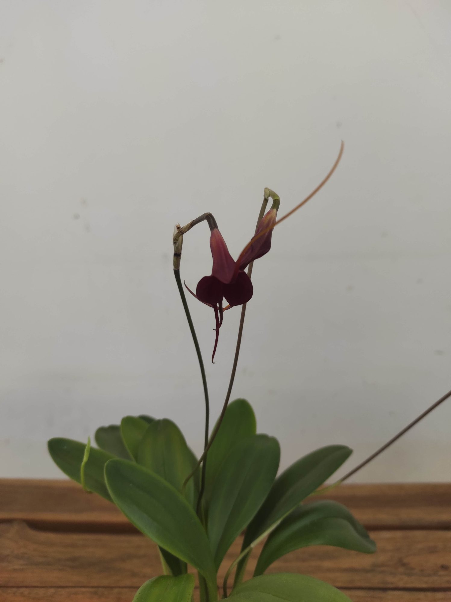 Masdevallia V.9