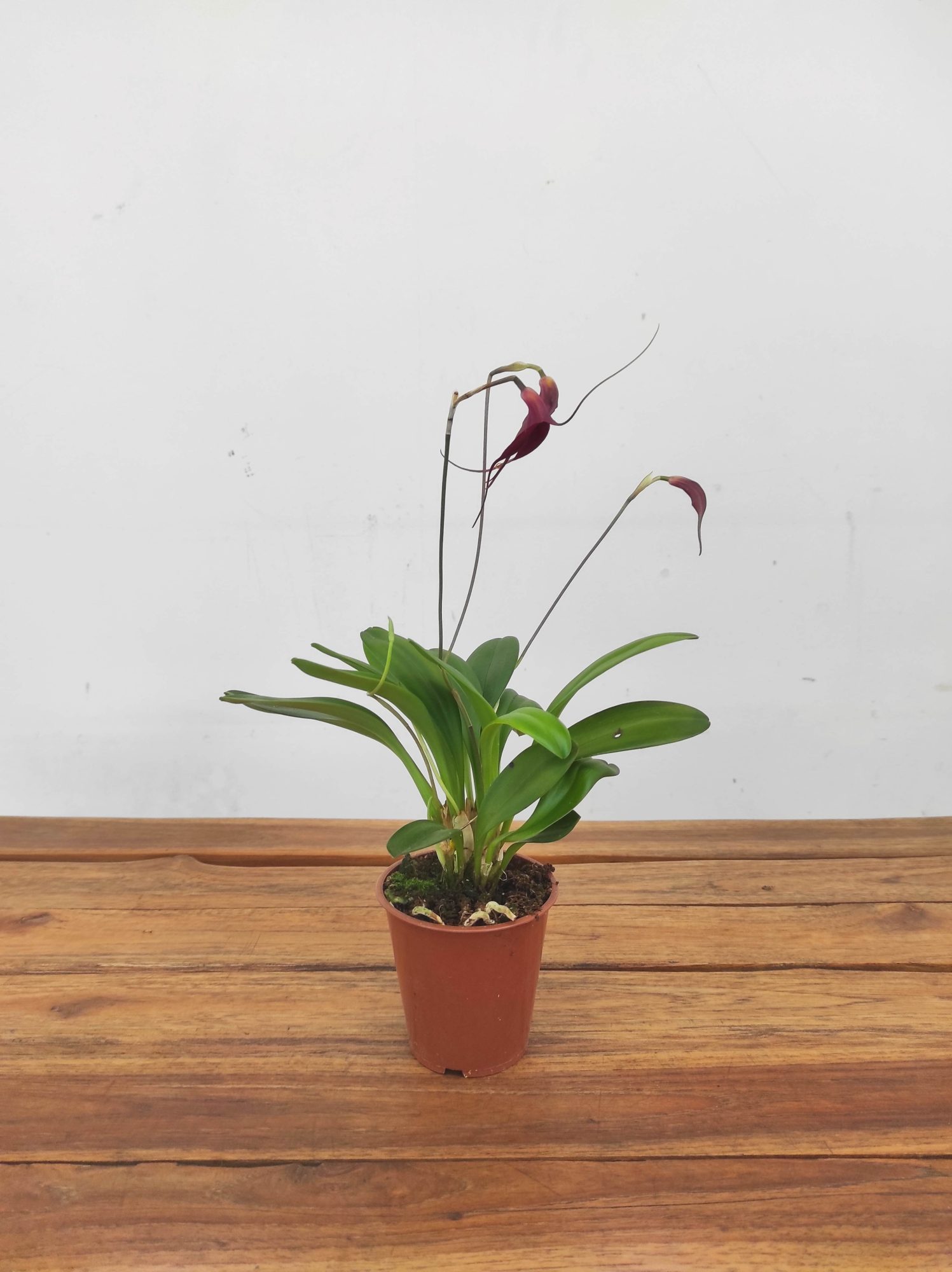 Masdevallia V.9 - Image 2