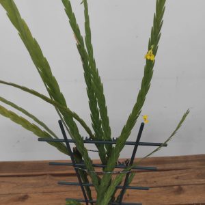 Lockhartia Chiapas V.12