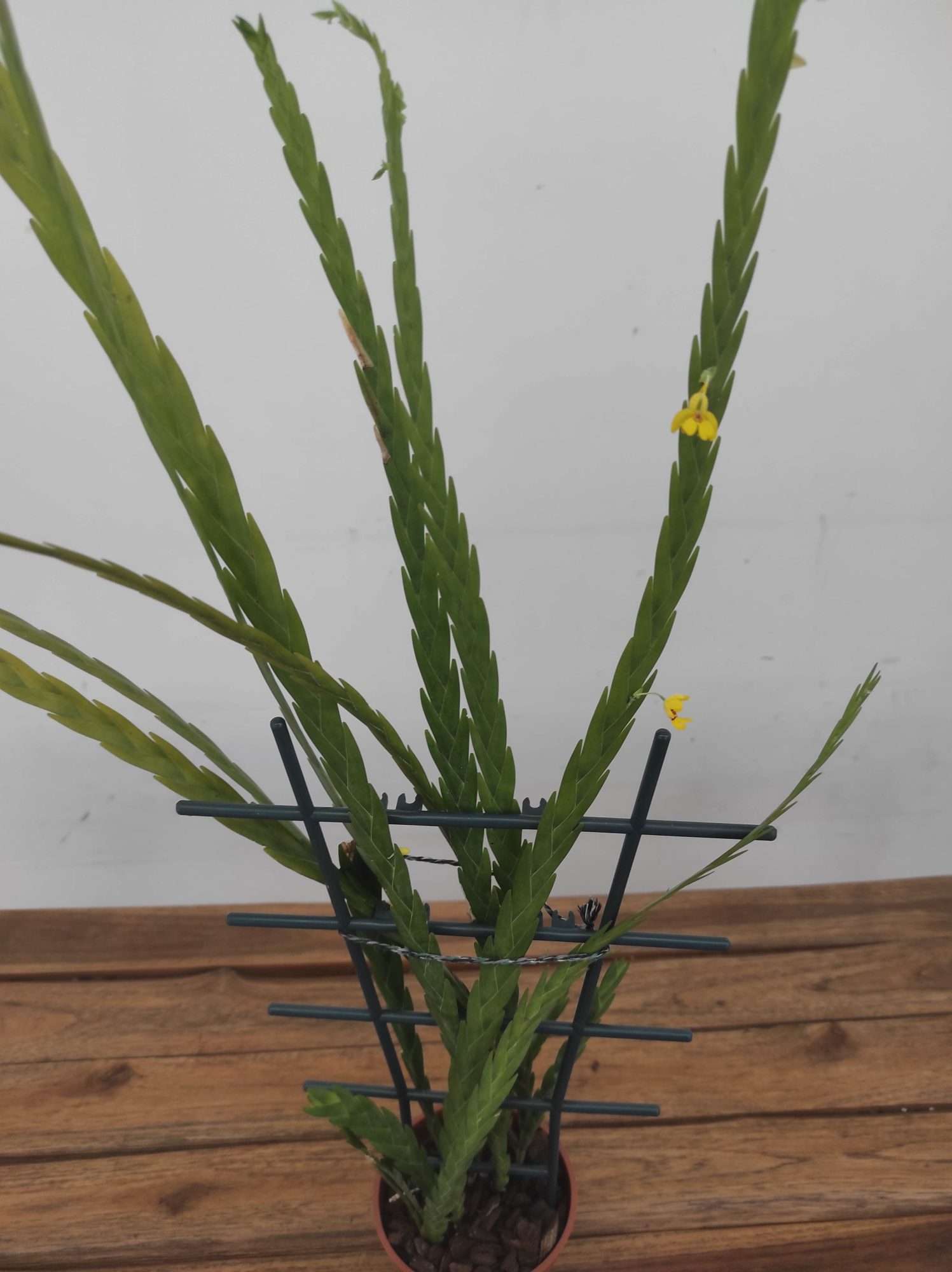 Lockhartia Chiapas V.12