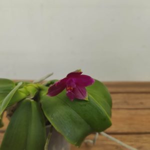 Phalaenopsis Pink Violacea V.9
