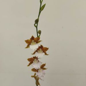 Miltonia Hybrida V.9