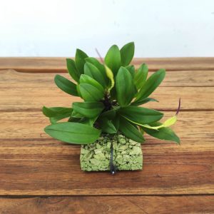 Masdevallia Triangularis - Montagem Cortiça
