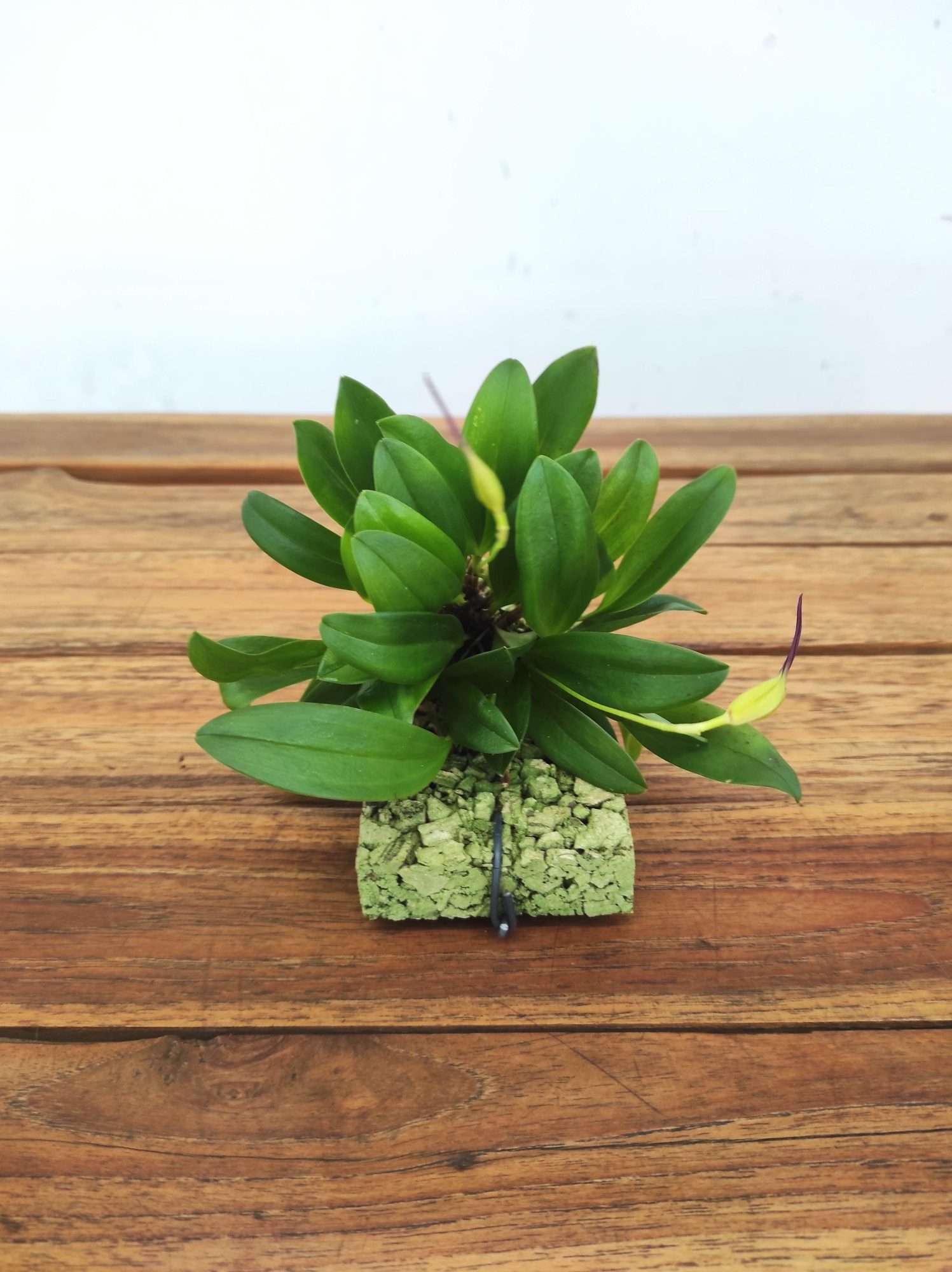 Masdevallia Triangularis - Montagem Cortiça