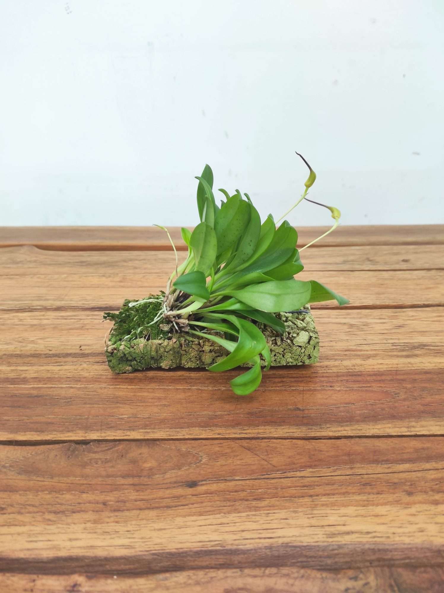 Masdevallia Triangularis - Montagem Cortiça - Image 2