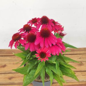 Echinacea V.3L