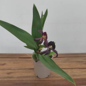 Encyclia Dark Night V.12