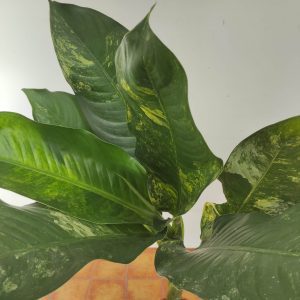Dieffenbachia Big Ben V.19