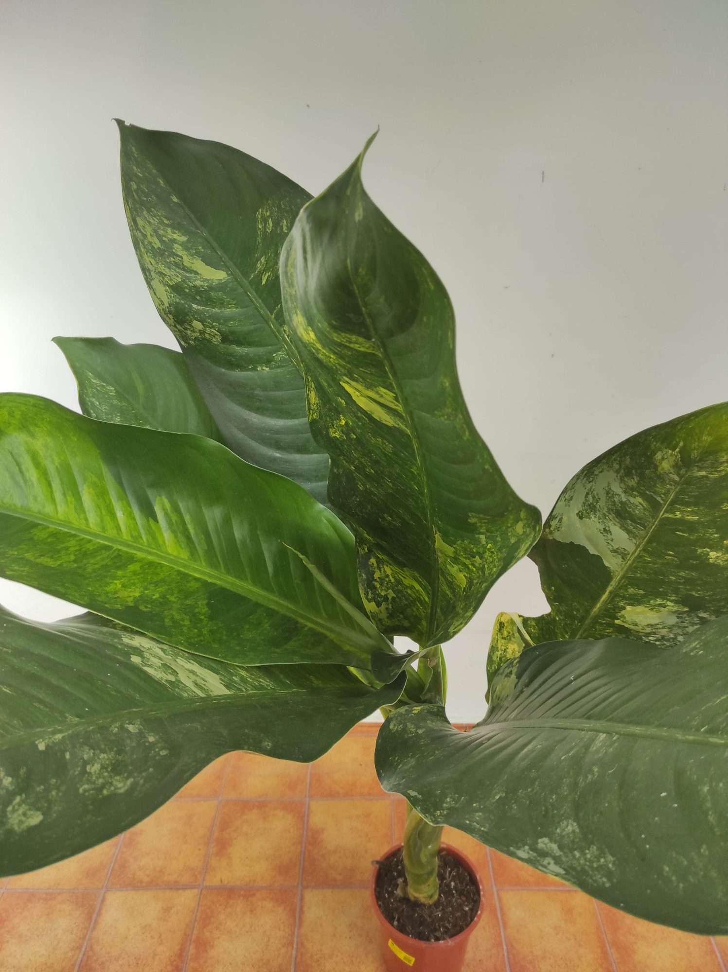 Dieffenbachia Big Ben V.19