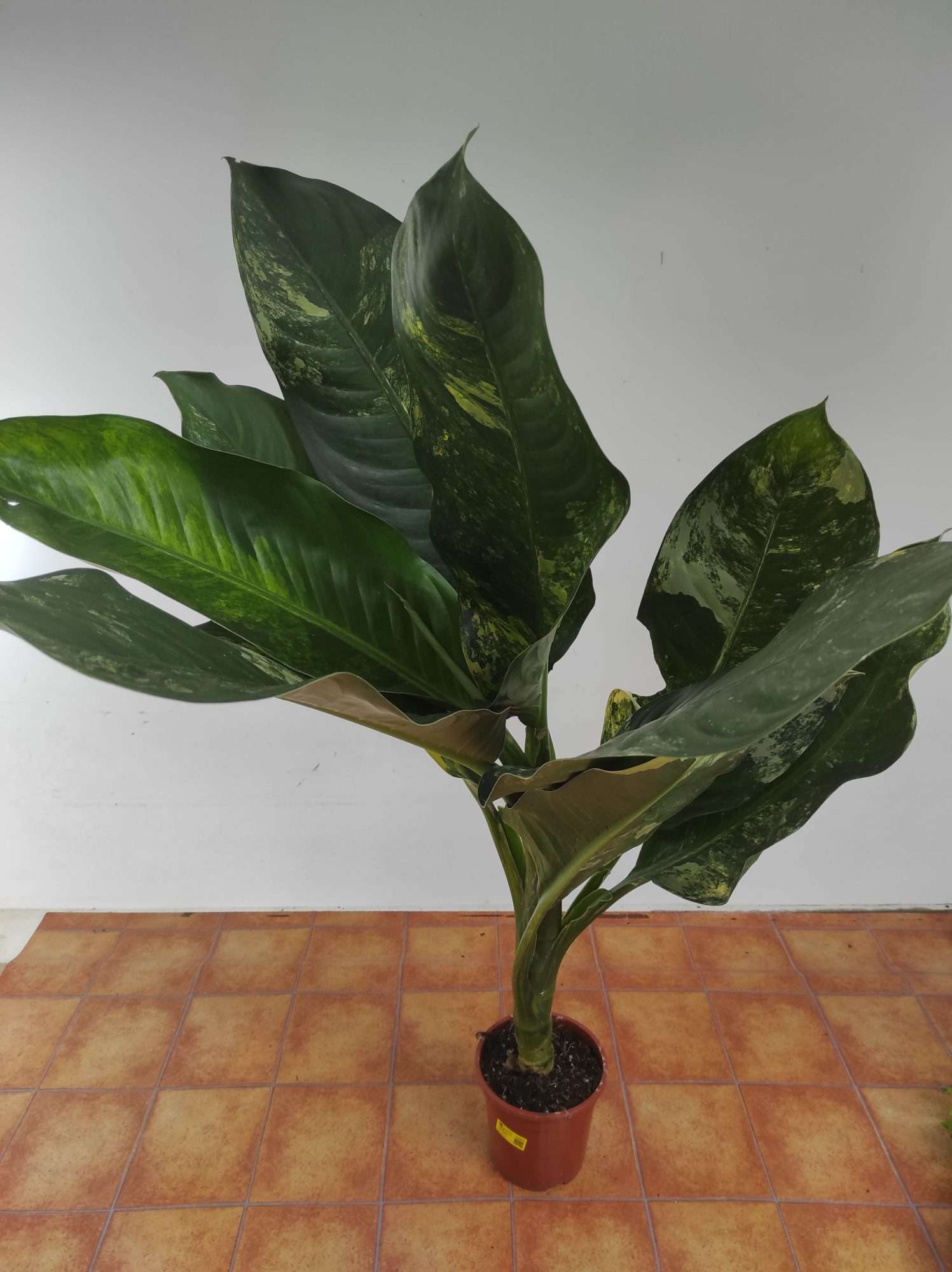 Dieffenbachia Big Ben V.19 - Image 3