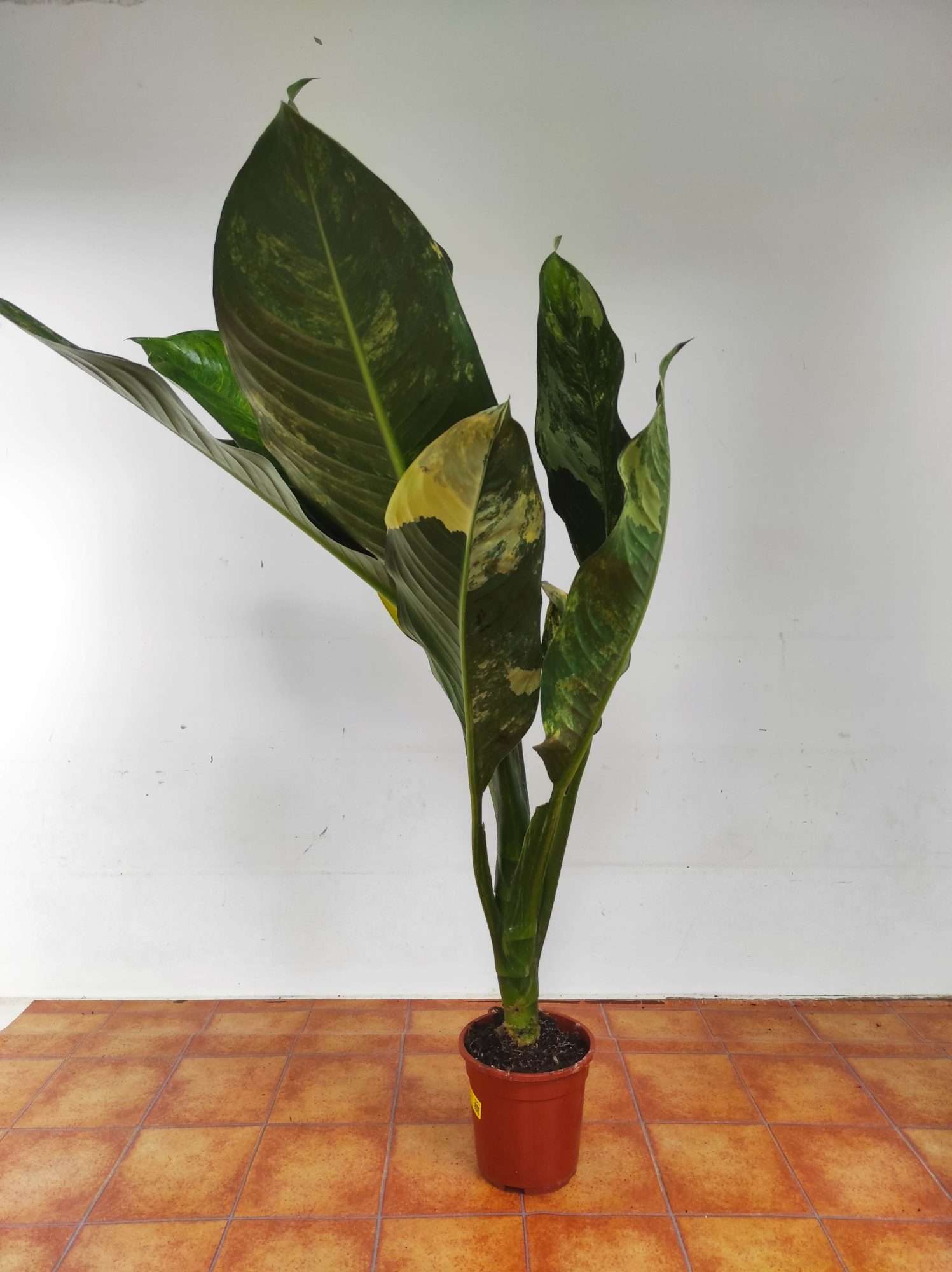 Dieffenbachia Big Ben V.19 - Image 2