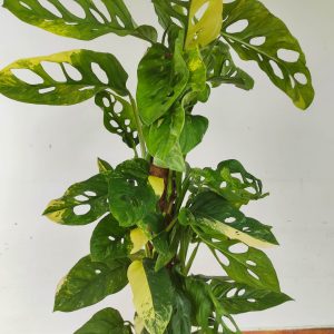 Monstera Obliqua Mayuna Variegata V.24