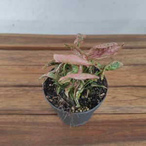 Syngonium Pink Chameleon V.12