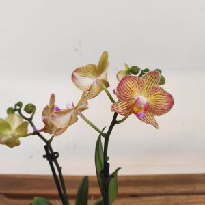 Phalaenopsis V.9
