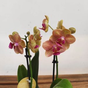 Phalaenopsis V.9