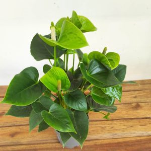 Anthurium Smaragd Green Mimesis V.12