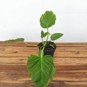 Philodendron Corsinianum V.14