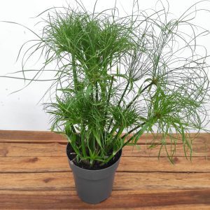 Cyperus Papyrus Nofretete V.17