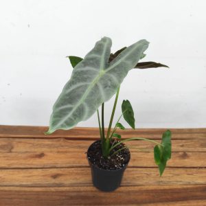 Alocasia Longiliba 'Sylver' V.14