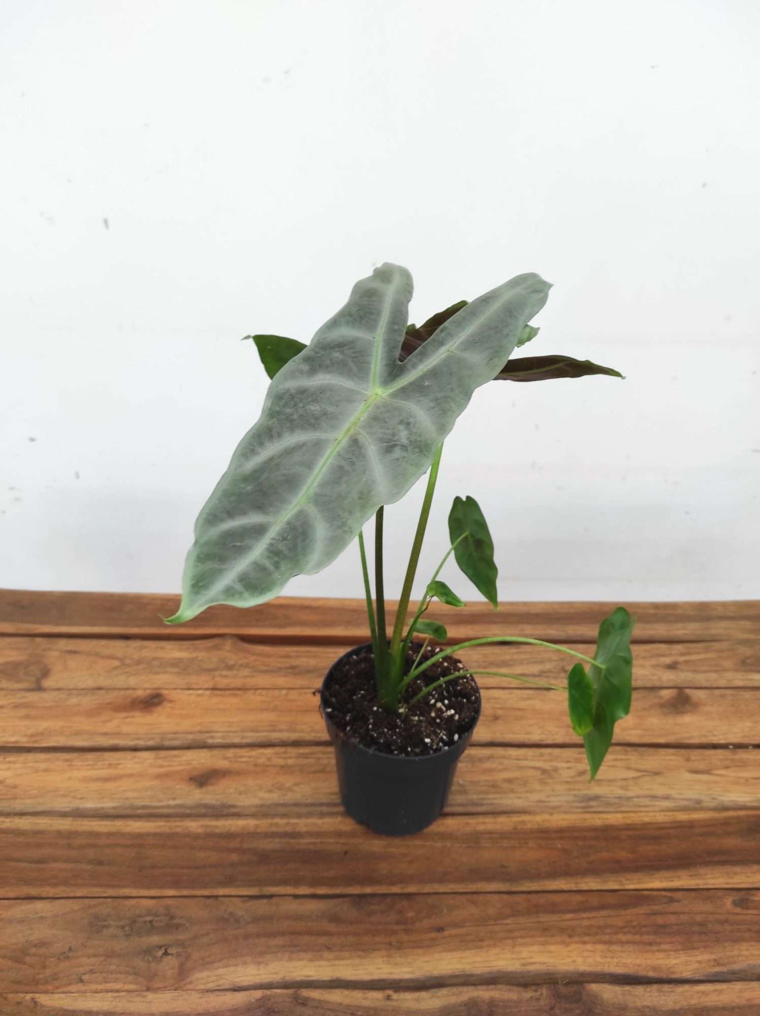 Alocasia Longiliba 'Sylver' V.14