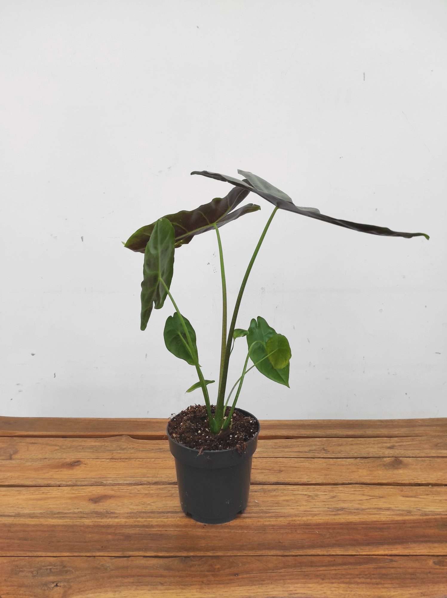 Alocasia Longiliba 'Sylver' V.14 - Image 2