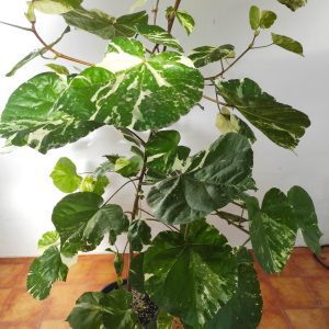 Hibiscus Tiliaceus Variegata V.23