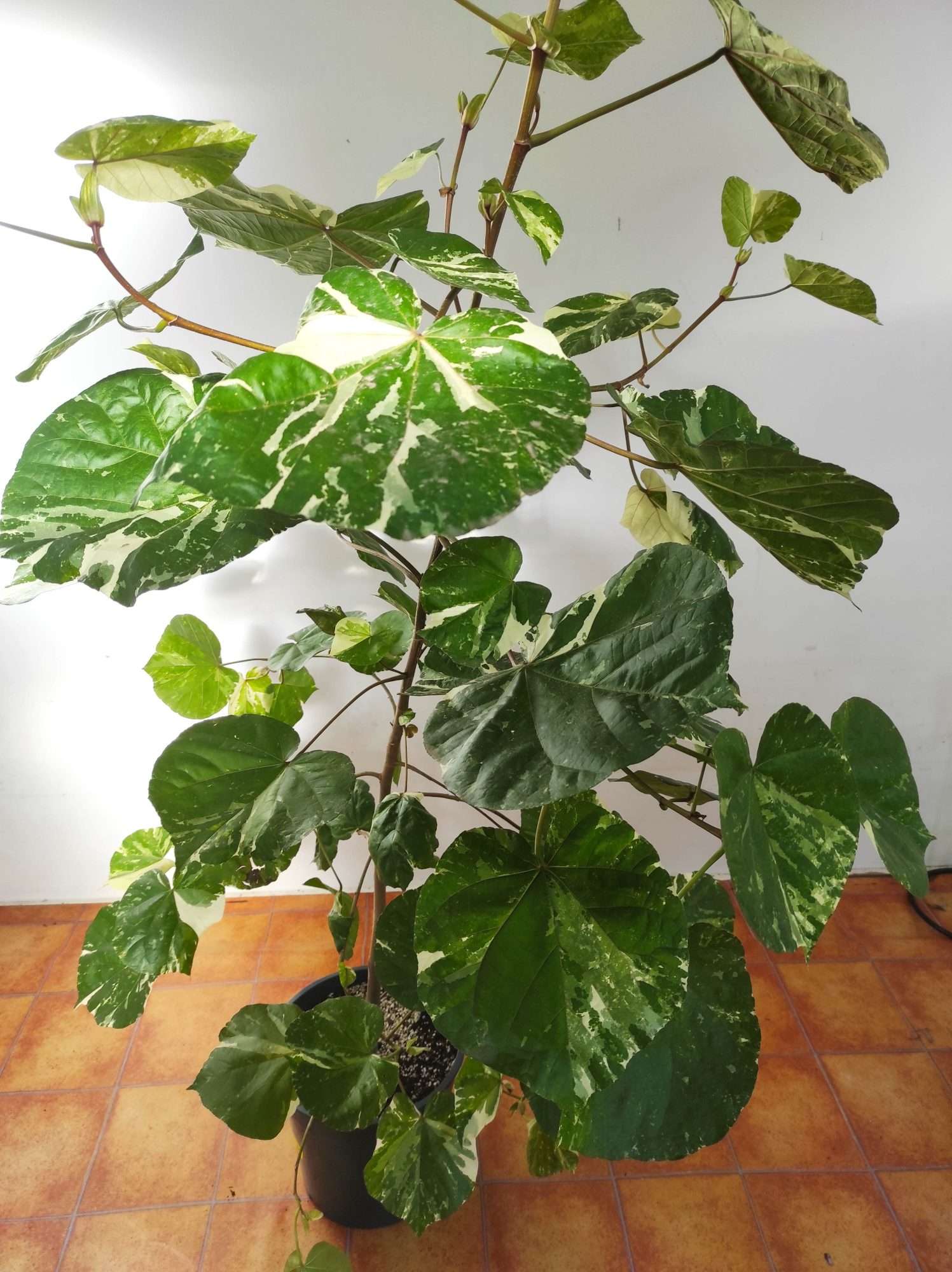 Hibiscus Tiliaceus Variegata V.23