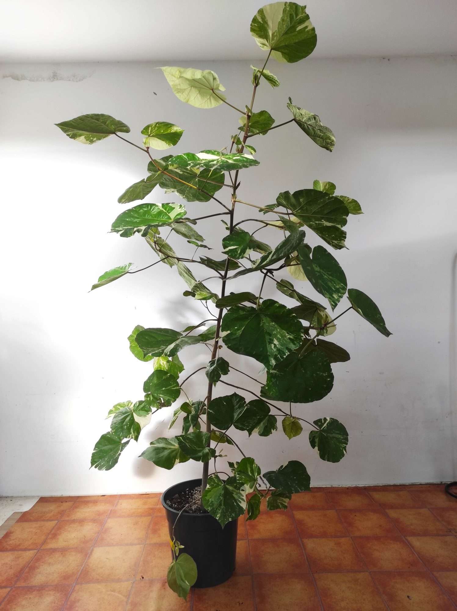 Hibiscus Tiliaceus Variegata V.23 - Image 2