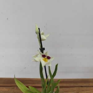 Miltonia V.12