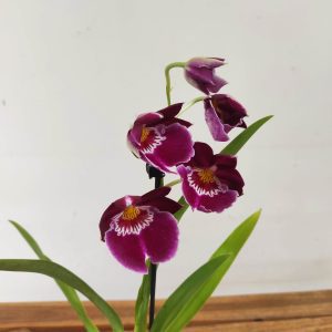 Miltonia V.12